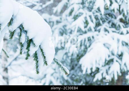 Auf den Zweigen eines Weihnachtsbaums liegt viel Schnee. Winterkonzept. Stockfoto