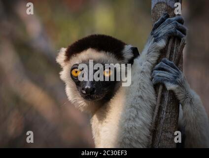 Verreaux's Sifaka (Propithecus verreauxi), Kirindy National Park, Morondava, Madagaskar Stockfoto