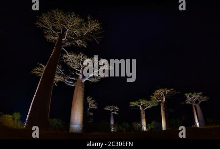 Beleuchtete Baobabs (Adasonia grandidieri) bei Nacht, Baobab Alley, Morondava, Madagaskar Stockfoto