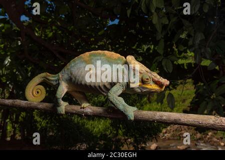 Parsons Giant Chameleon (calumma p. parsonii), Ranomafana National Park, Ranomafana, Madagaskar Stockfoto