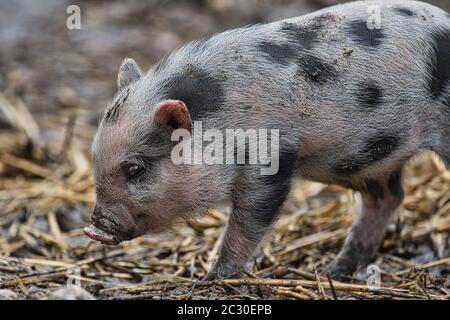 Haengebauchschwein, Hängebauchschwein, Sus scrofa, Sus scrofa f. domestica, Junge, Schwein, Tier, niedlich, wenig, Säugetier, Stockfoto