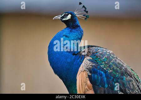 Pfau, Blauer Pfau, Pavo cristatus, Indianer-Pfau, Vogel, Blauer Pfau, Hühnervögel , Tier, Blau, Feder, Stockfoto