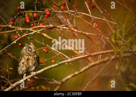 Eurasian scops Owl (Otus scops scops) - kleine Eule auf einem Ast im herbstlichen Wald Stockfoto