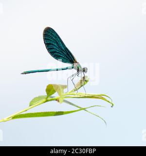 Schöne Libelle Insekt mit Platz für Ihre Inhalte Stockfoto