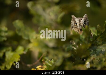 Eurasian scops Owl (Otus scops scops) - kleine Eule auf einem Ast im herbstlichen Wald Stockfoto