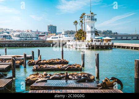 Schöne Aussicht auf das historische Pier 39 mit berühmten Seelöwen im Sommer, Fisherman's Wharf, San Francisco, Kalifornien, USA Stockfoto