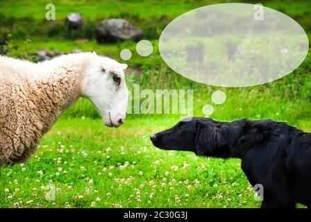 Hund Trifft Schaf Mit Speech Balloon.Copy Raum Für Werbung. Grüne Gras-Wiese In Norwegen. Stockfoto