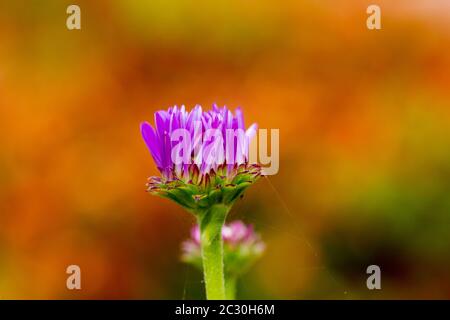 Aster x frikartii 'Floras Delight' Stockfoto