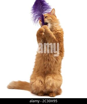 Erwachsene Ingwer flauschige Katze spielt mit einer violetten Feder auf weißem Hintergrund, lustige, niedliche Tiere Stockfoto