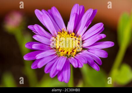 Aster x frikartii 'Floras Delight' Stockfoto