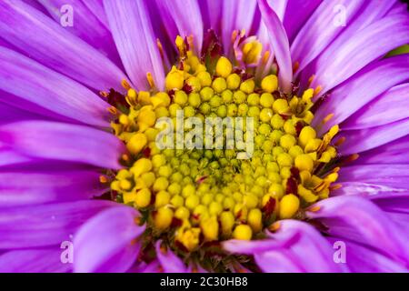 Aster x frikartii 'Floras Delight' Stockfoto