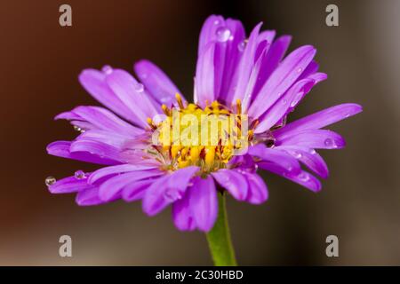 Aster x frikartii 'Floras Delight' Stockfoto