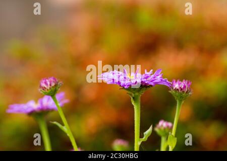 Aster x frikartii 'Floras Delight' Stockfoto