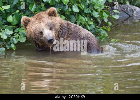 Braunbär, braunbaer, Ursus arctos, Saeugetier, Braunbär, Säugetier, Jäger, groß, Natur, europäisch, schwimmen im Wasser Stockfoto