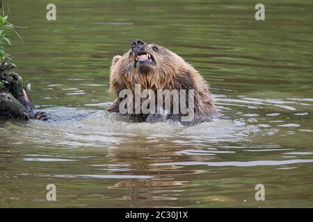 Braunbär, braunbaer, Ursus arctos, Saeugetier, Braunbär, Säugetier, Jäger, groß, Natur, europäisch, schwimmen im Wasser Stockfoto