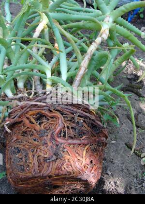 Hibiscus pflanzen Wurzel gebunden, in den Garten durch die behandschuhten Hände transplantiert werden. Stockfoto