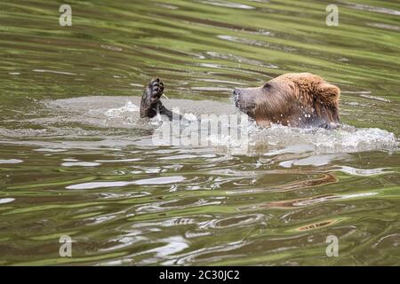 Braunbär, braunbaer, Ursus arctos, Saeugetier, Braunbär, Säugetier, Jäger, groß, Natur, europäisch, schwimmen im Wasser Stockfoto