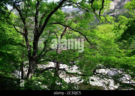 Nordkoreanische Landschaft. Zweige von koreanischem Ahorn mit hellgrünem Laub über einem Bergbach. Kumgang oder Diamonds Mountains Stockfoto