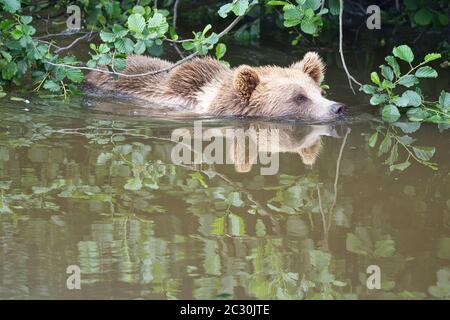 Braunbär, braunbaer, Ursus arctos, Saeugetier, Braunbär, Säugetier, Jäger, groß, Natur, europäisch, schwimmen im Wasser Stockfoto