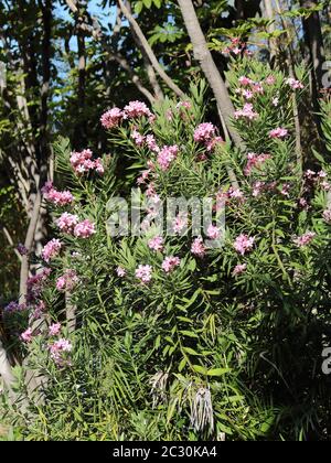 Nerium Oleander. Stockfoto