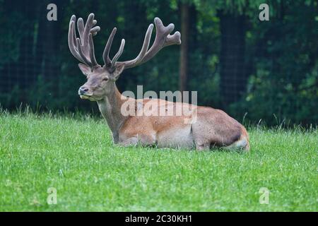 Dama dama, Dammwild, Männchen, Hirsch, Waldholz, Wild, Damhirsch, Cervidae Stockfoto