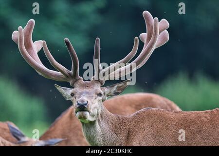 Dama dama, Dammwild, Männchen, Hirsch, Waldholz, Wild, Damhirsch, Cervidae Stockfoto