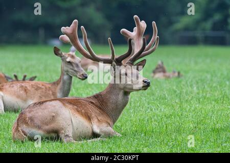 Dama dama, Dammwild, Männchen, Hirsch, Waldholz, Wild, Damhirsch, Cervidae Stockfoto