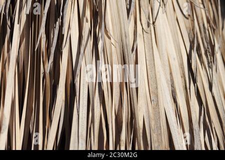 Trockene Blätter von Yucca rostrata. Parque de La Paloma, Benalmádena, Málaga, Spanien. Stockfoto