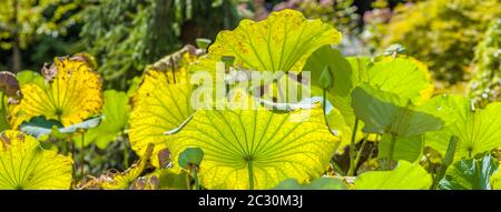 Lotusblütenblätter, USA Stockfoto