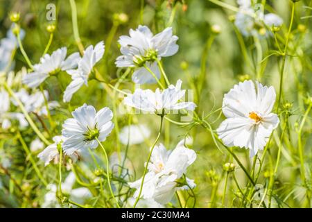 Weiße Blumen, Chanticleer Garden, Wayne, Pennsylvania, USA Stockfoto