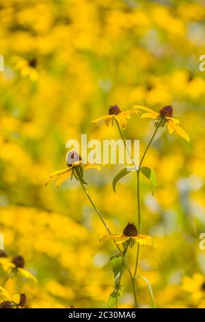 Gelbe Blumen, Chanticleer Garden, Wayne, Pennsylvania, USA Stockfoto