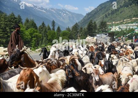 Ein Baqarwal-Mann zieht mit seiner Schafherde an einem sonnigen Tag in der Gagangeer Gegend von Ganderbal.Kaschmir ist das Thema eines Streits zwischen Indien, Pakistan und China seit der Mitte des 20. Jahrhunderts. Die zugrundeliegende Region dieses Zustandes waren Teile des ehemaligen fürstlichen Zustandes von Jammu und Kaschmir, dessen westliche Bezirke, jetzt bekannt als Azad Kaschmir, und nördliche Gebiete, jetzt bekannt als Gilgit-Baltistan, werden von Pakistan verwaltet. Die Region Aksai Chin im Osten, an der Grenze zu Tibet, steht seit 1962 unter chinesischer Kontrolle. Stockfoto