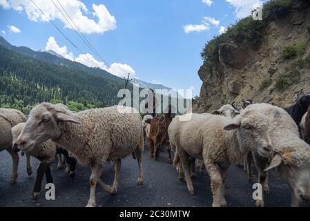 Ein Baqarwal-Mann zieht mit seiner Schafherde an einem sonnigen Tag in der Gagangeer Gegend von Ganderbal.Kaschmir ist das Thema eines Streits zwischen Indien, Pakistan und China seit der Mitte des 20. Jahrhunderts. Die zugrundeliegende Region dieses Zustandes waren Teile des ehemaligen fürstlichen Zustandes von Jammu und Kaschmir, dessen westliche Bezirke, jetzt bekannt als Azad Kaschmir, und nördliche Gebiete, jetzt bekannt als Gilgit-Baltistan, werden von Pakistan verwaltet. Die Region Aksai Chin im Osten, an der Grenze zu Tibet, steht seit 1962 unter chinesischer Kontrolle. Stockfoto