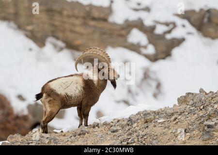 Der Himalaya-Steinbock (Capra sibirica hemalayanus) im himalaya-Berghabitat in der Nähe des Kibber Village im Spiti Valley, Himachal Pradesh, Indien. Stockfoto