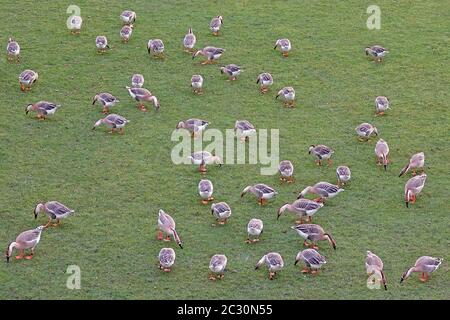 Eine Gruppe von Schwanengänsen auf der Neckarwiese in Heidelberg Stockfoto