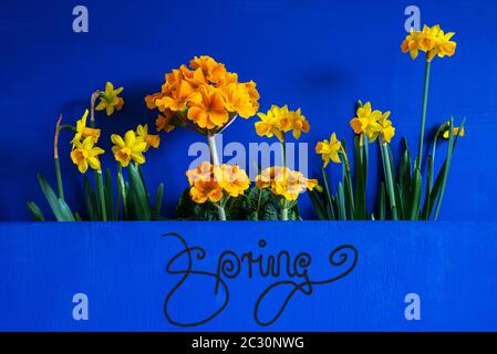 Englische Kalligraphie Spring. Gelbe, Schöne Frühlingsblumen Wie Narzisse. Blauer Holzhintergrund Stockfoto