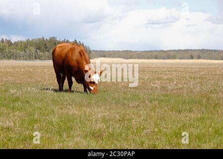 Eine Kuh, die auf der Wiese neben dem Meer grast. Die Landschaft ist offen gehalten. Stockfoto