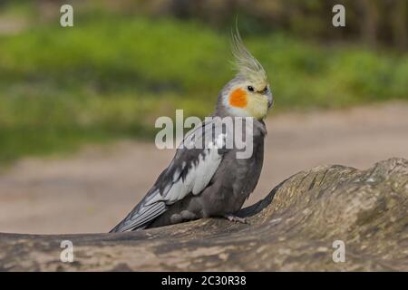 Nymphicus hollandicus Stockfoto