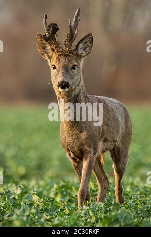 Rehe Hirsch bei Sonnenuntergang mit Winter Fell. Roebuck auf einem Feld mit verschwommenen Hintergrund. Wildes Tier in der Natur. Stockfoto