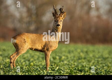 Rehe Hirsch bei Sonnenuntergang mit Winter Fell. Roebuck auf einem Feld mit verschwommenen Hintergrund. Wildes Tier in der Natur. Stockfoto