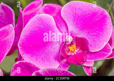 Nahaufnahme von Orchideenblumen, Sarasota, Florida, USA Stockfoto