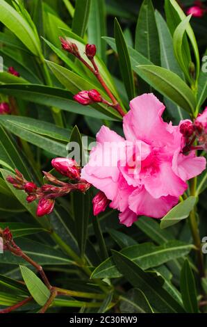 Pink blühende Neriumoleder im Garten an sonnigen Tagen. Stockfoto