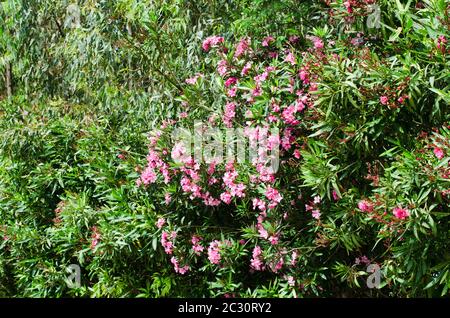 Pink blühende Neriumoleder im Garten an sonnigen Tagen. Stockfoto