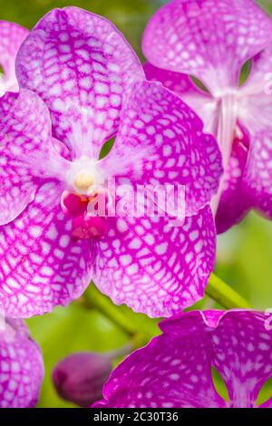 Nahaufnahme von Orchideenblumen, Sarasota, Florida, USA Stockfoto