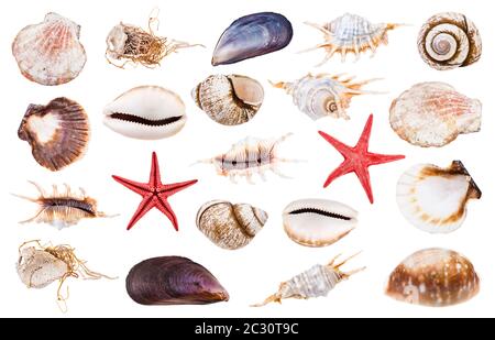 Satz verschiedener, auf weißem Hintergrund isolierter Seashells Stockfoto