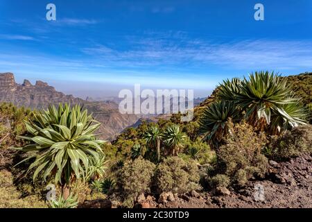 lobelia Werk in Semien oder Simien Mountains, Äthiopien Stockfoto