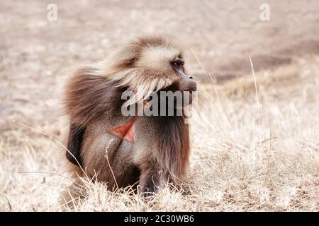 Alpha Male der endemische Tier Gelada Affen. Theropithecus gelada, Simien Berge, Afrika Äthiopien Tierwelt Stockfoto