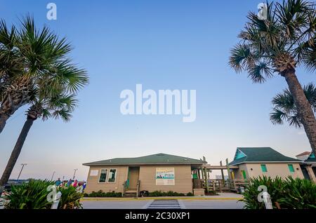 Pinien flankieren den Eingang zum St. Johns County Ocean Pier, 14. April 2015, in St. Augustine, Florida. Stockfoto