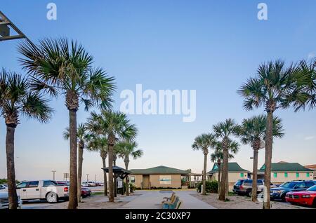 Palmen säumen den Eingang zum St. Johns County Ocean Pier, 14. April 2015, in St. Augustine, Florida. Stockfoto