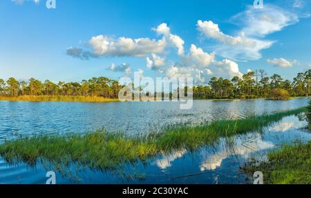 Palmen auf der anderen Seite des Sees, Fred C. Babcock/Cecil M. Webb Wildlife Management Area in Punta Gorda, Florida, USA Stockfoto